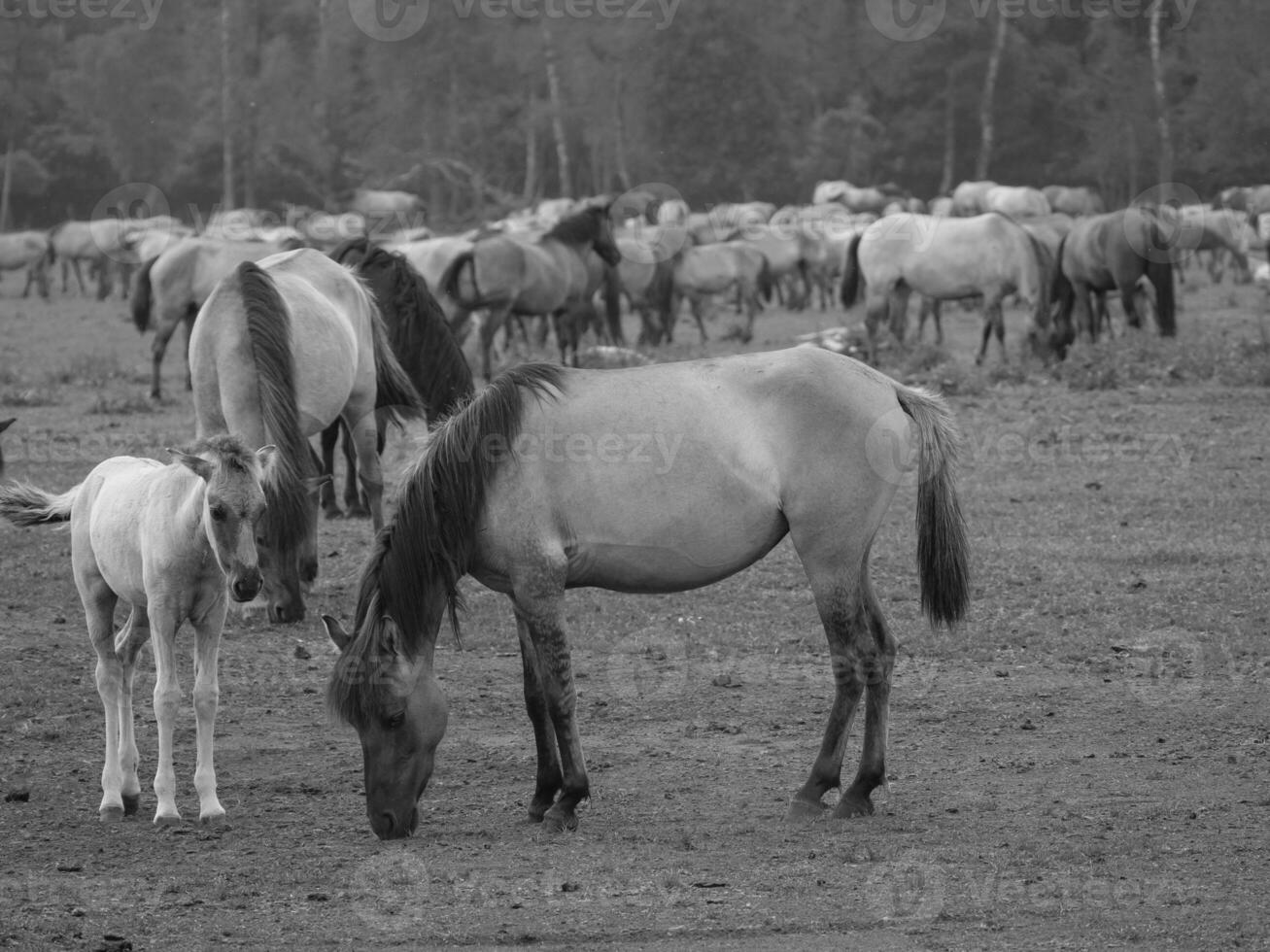 selvaggio cavalli nel il Tedesco westfalia foto