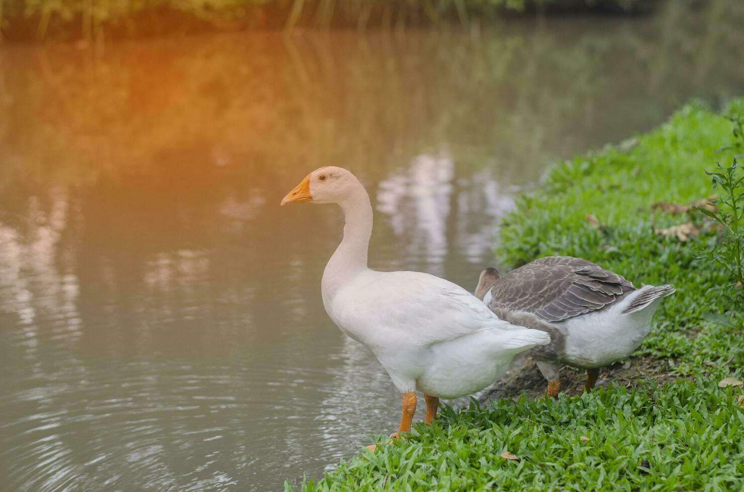 bianca anatra si fermò di il stagno guardare per cibo. il arancia leggero provato caldo. foto