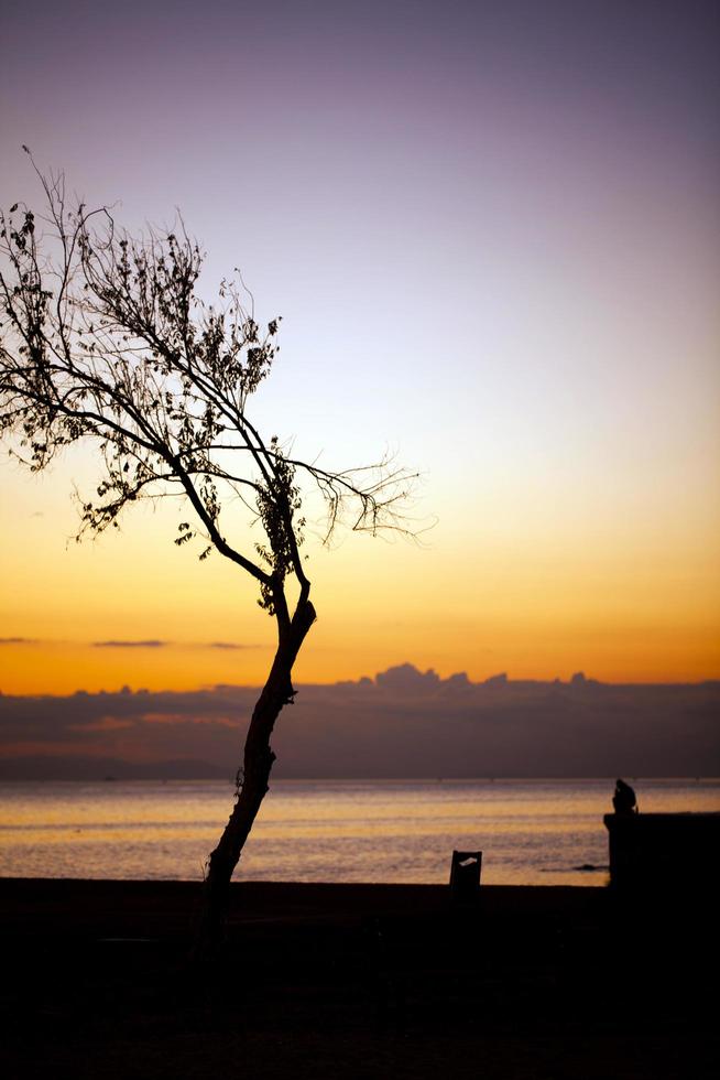albero e un uomo solo vicino al mare foto