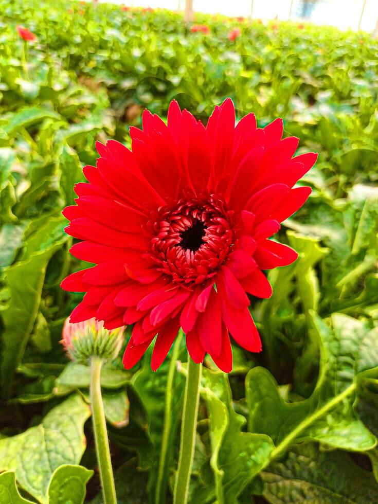 bellissimo rosso gerbera fiore vicino su breve. il genere di impianti è il Asteraceae famiglia, margherita famiglia. foto