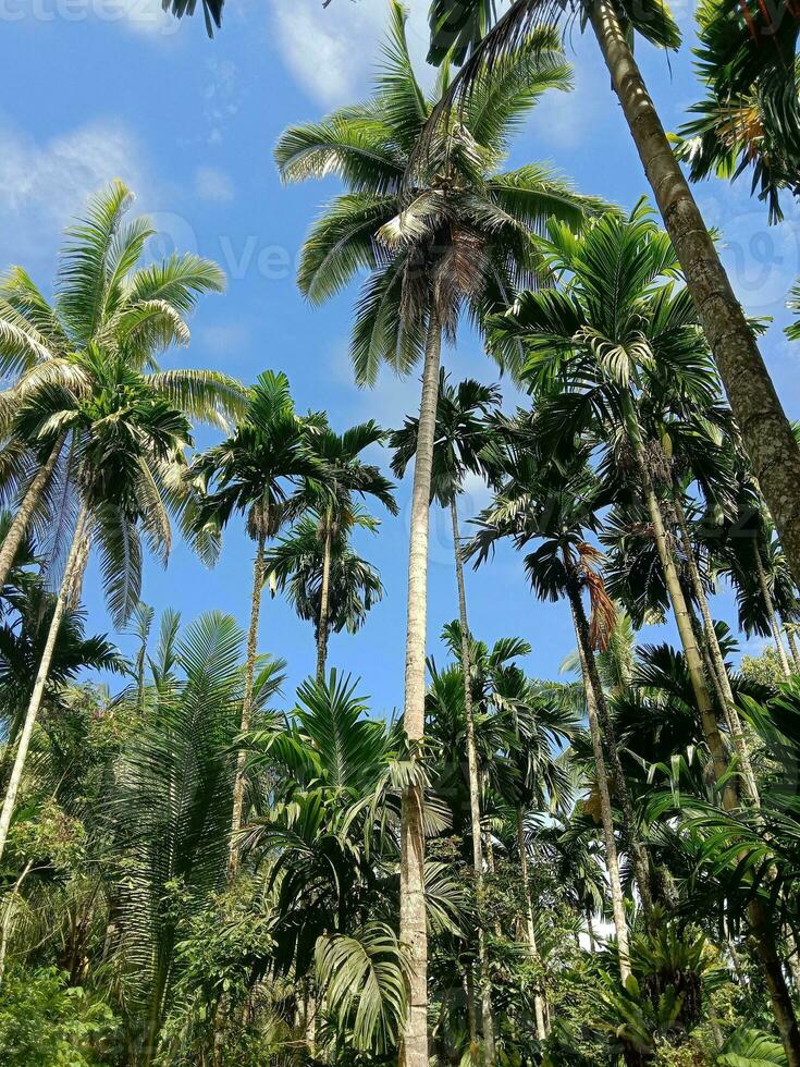 bellissimo Noce di cocco alberi sotto blu cielo foto