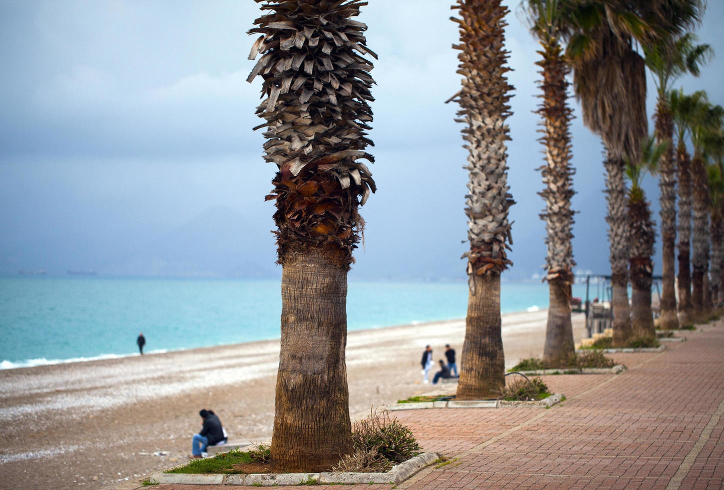 palme e il mare foto