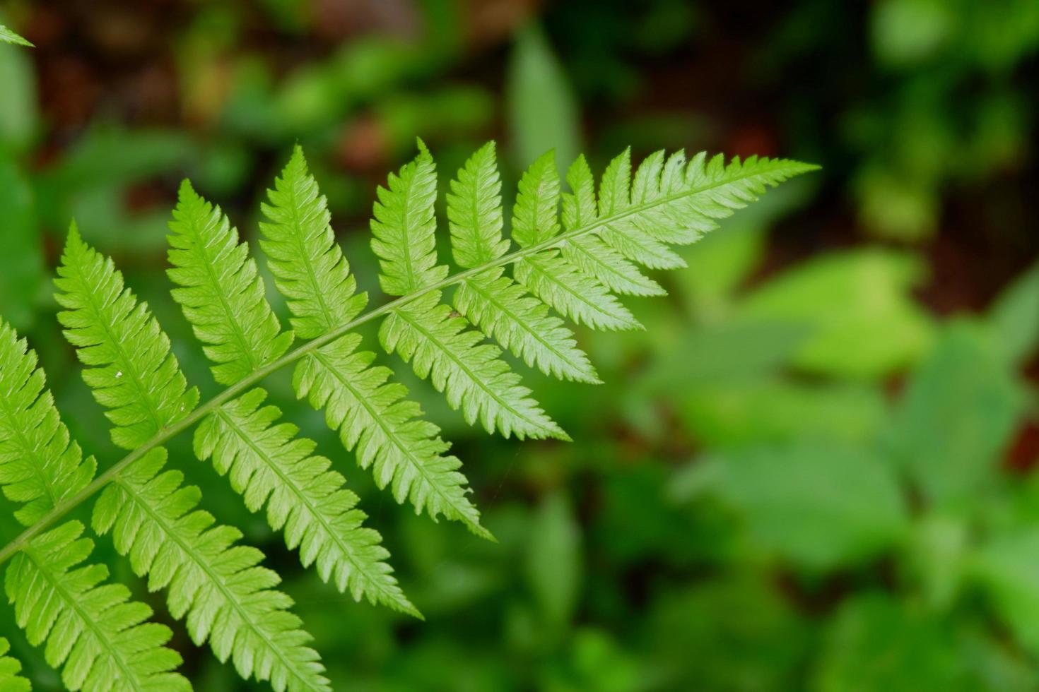 primo piano di una foglia di felce verde foto