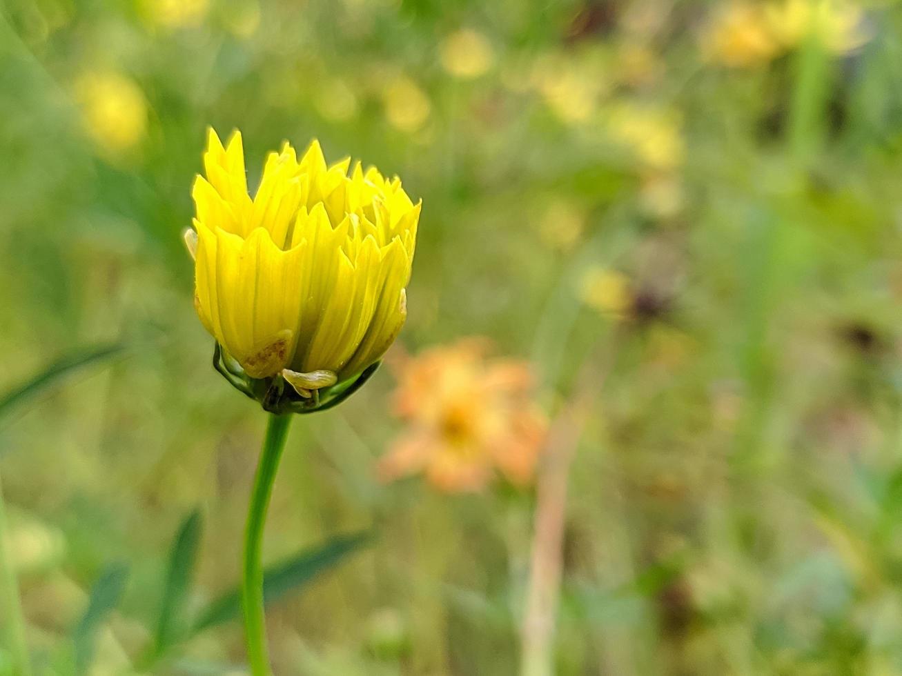 bocciolo in fiore di un cosmo giallo sullo sfondo naturale sfocato foto