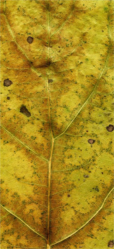 foglie di piante naturali macro foto