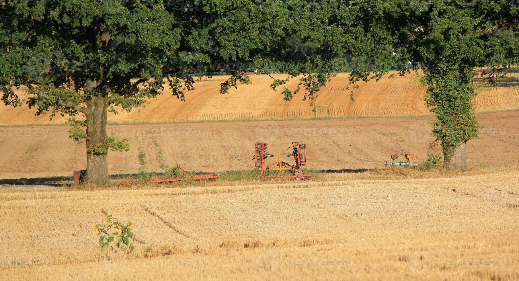 giallo i campi di tramonto foto