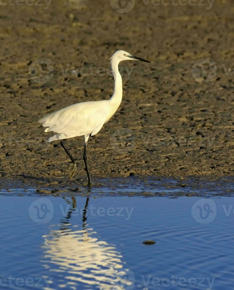 poco Airone, egretta Garzetta, a piedi Il prossimo per il acqua, Camargue, Francia foto