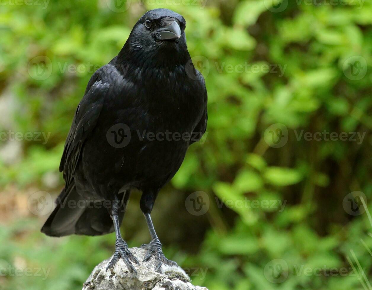 nero corvo su un' roccia foto
