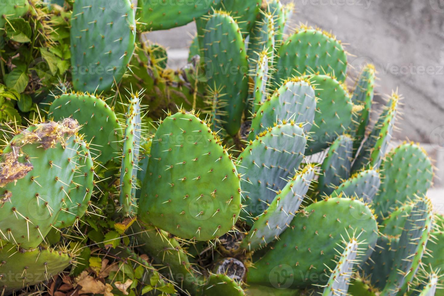 bella pianta di cactus verde con grandi spine in croazia. foto