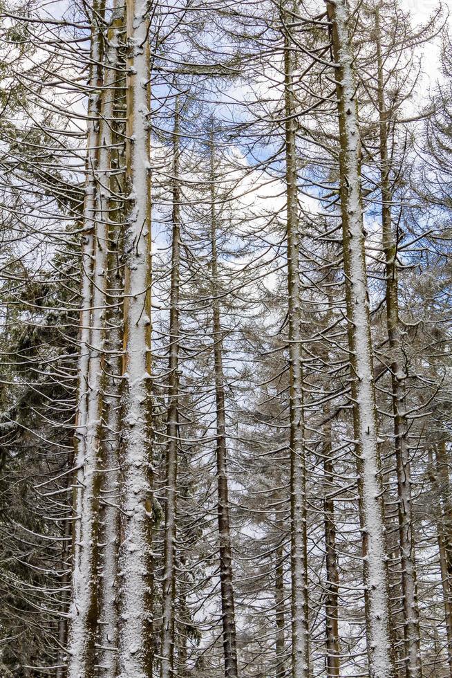 alberi nelle montagne Brocken, Harz, Germania in inverno foto