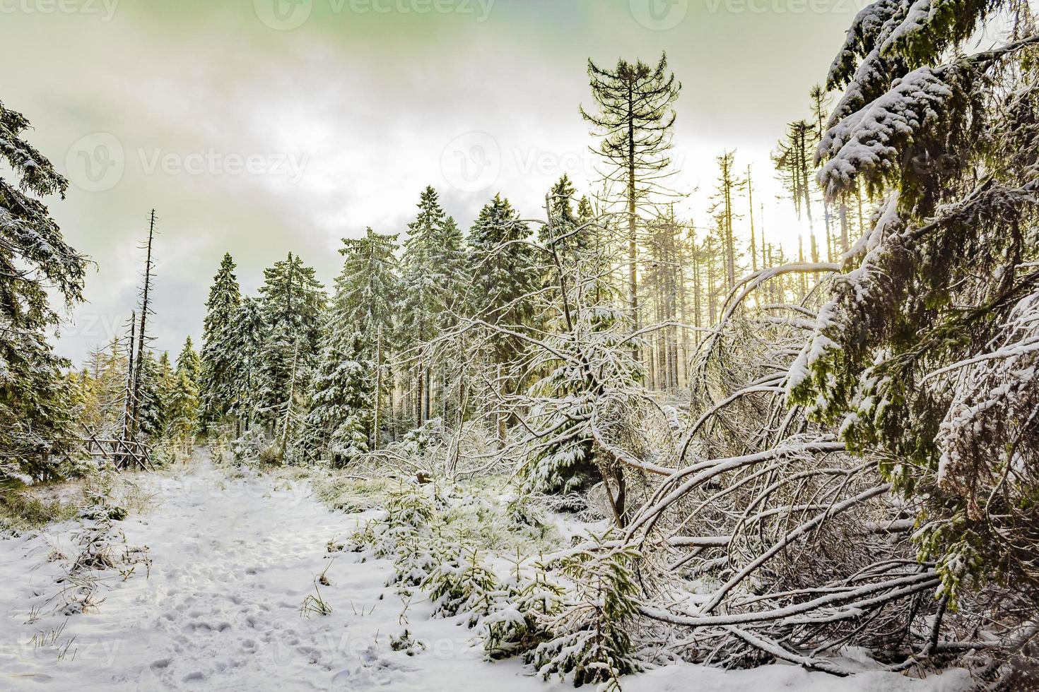 alberi nelle montagne Brocken, Harz, Germania in inverno foto