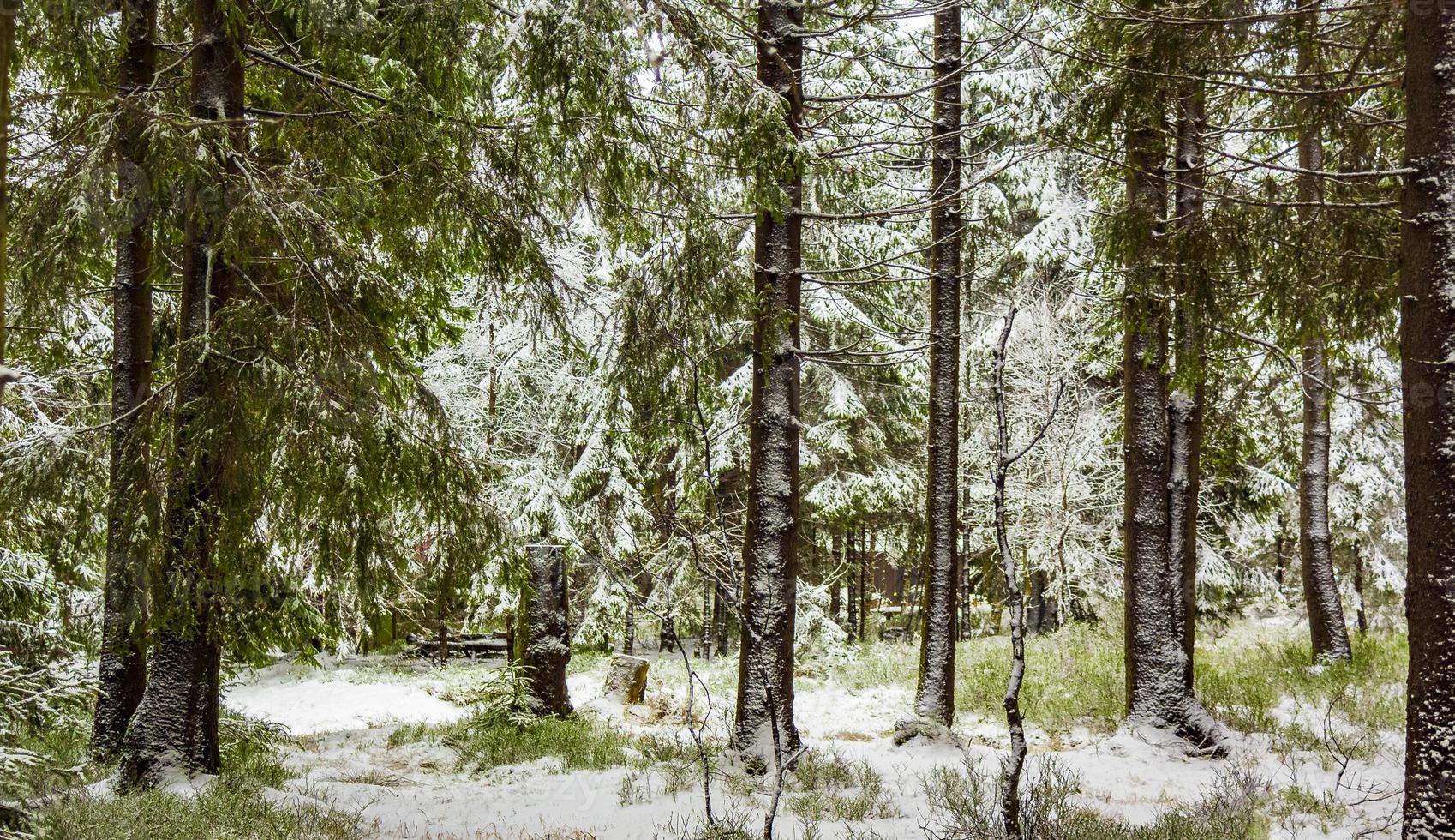 alberi nelle montagne Brocken, Harz, Germania in inverno foto