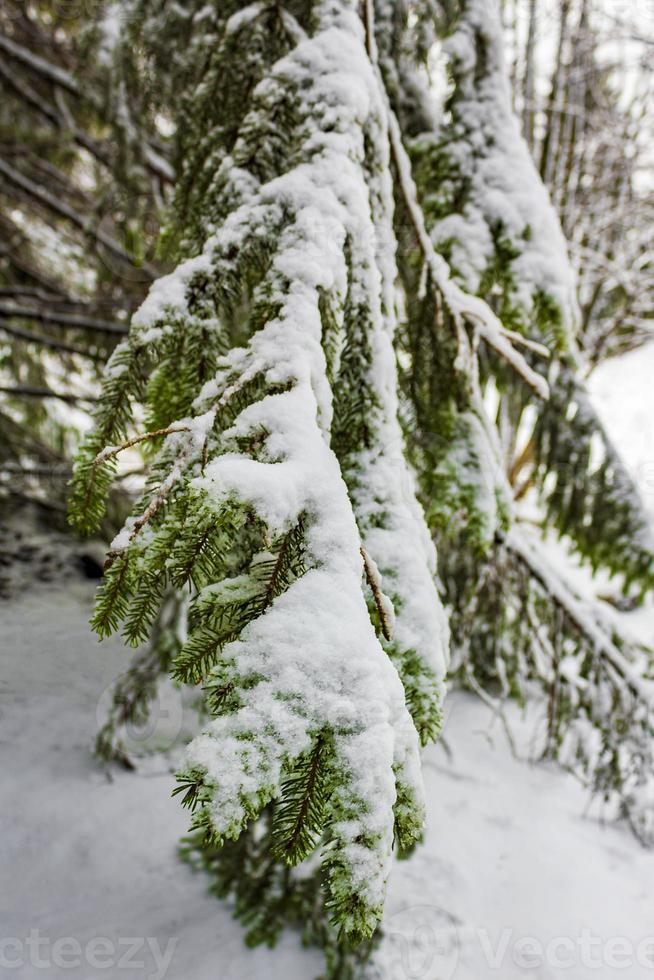 alberi nelle montagne Brocken, Harz, Germania in inverno foto