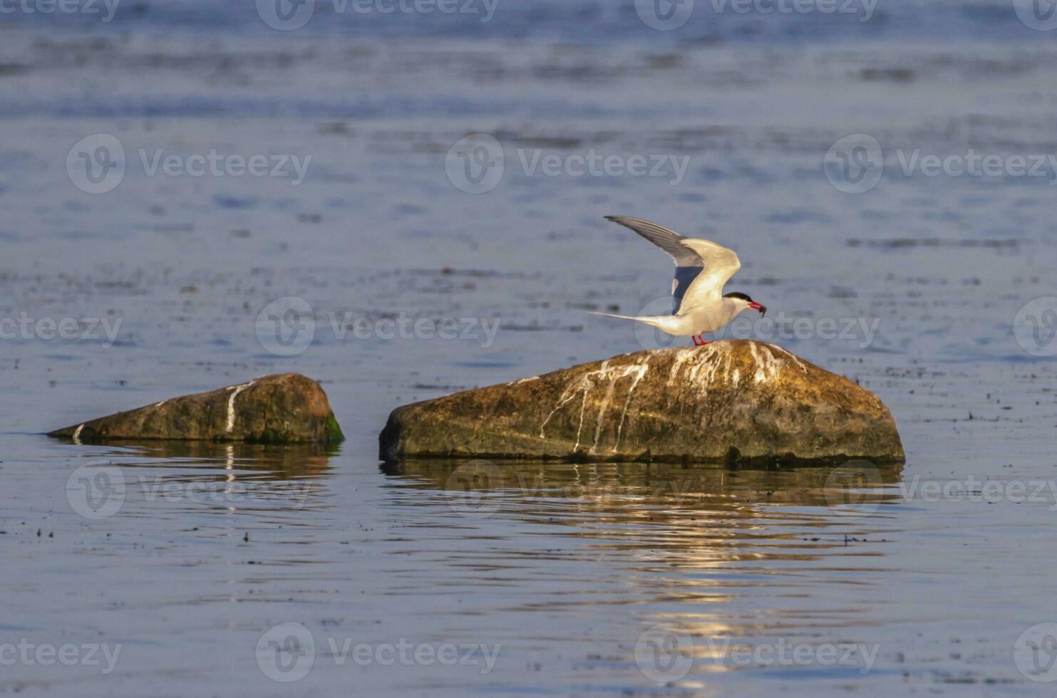 adulto Comune sterna, sterno Hirundo, Kalmar, Svezia foto