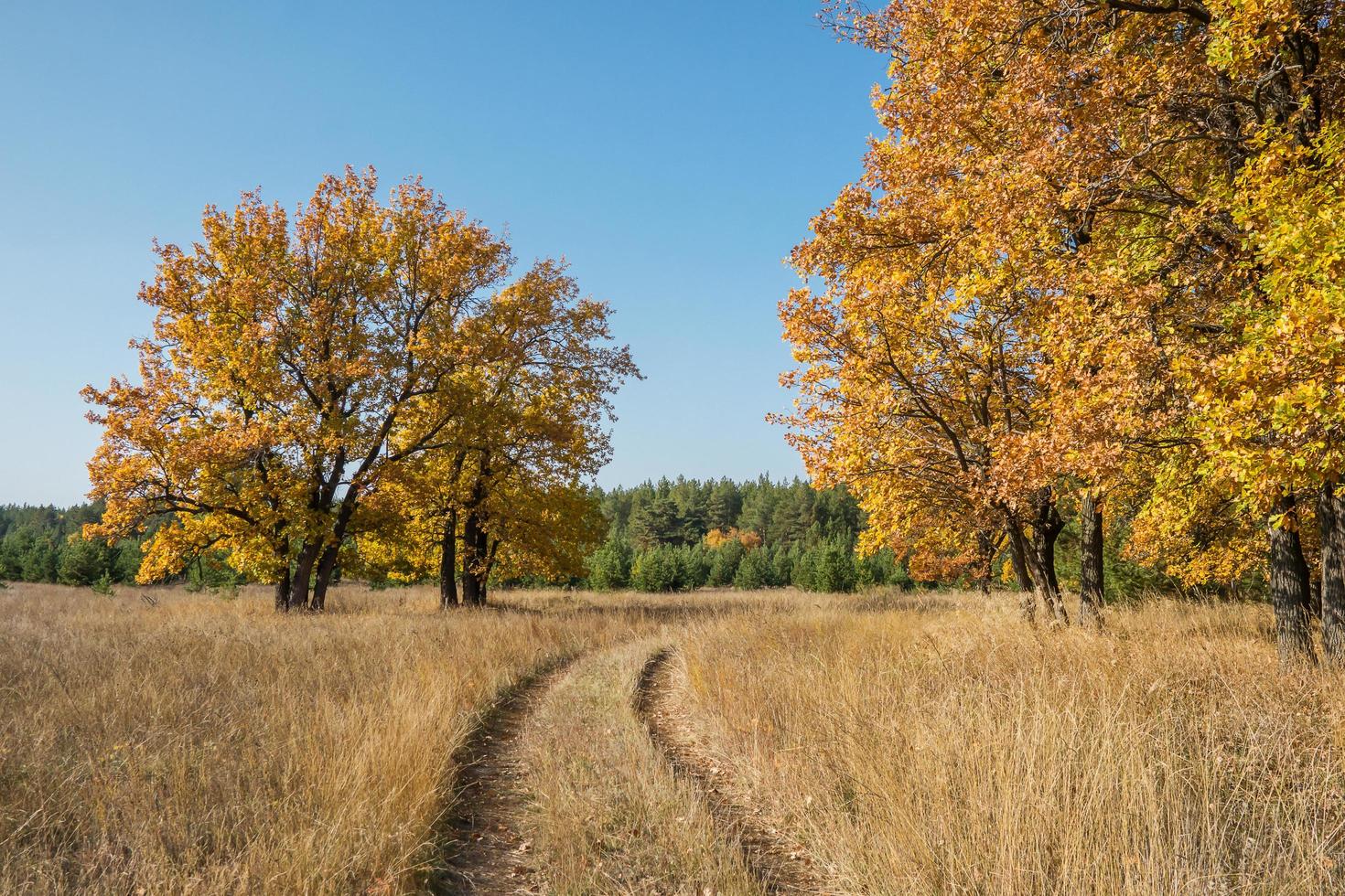 strada sterrata attraverso un campo tra querce nella stagione autunnale. foto