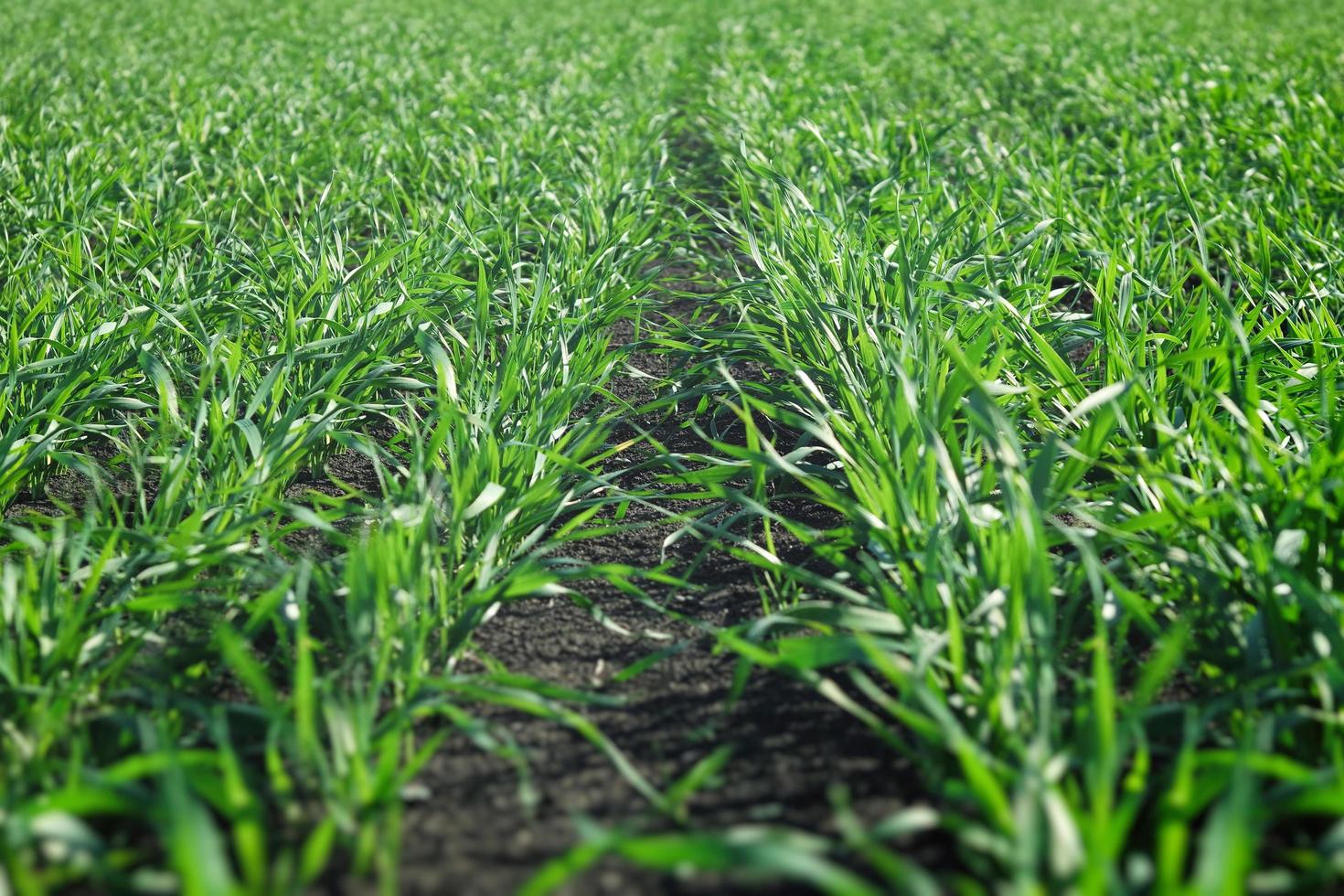 giovani colture invernali di grano in un campo. foto