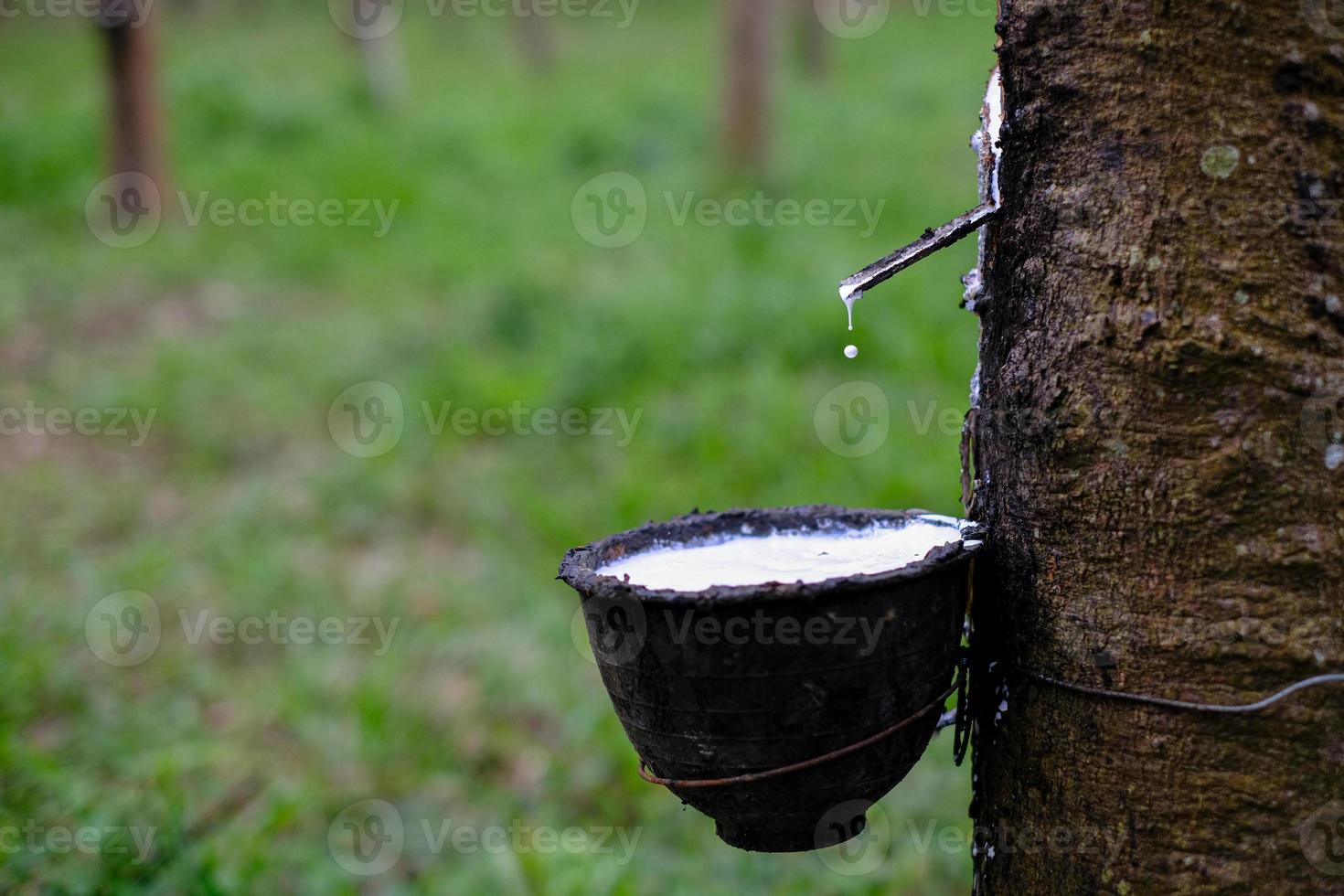 il lattice lattiginoso fresco scorre in una ciotola di plastica dall'albero di gomma para foto