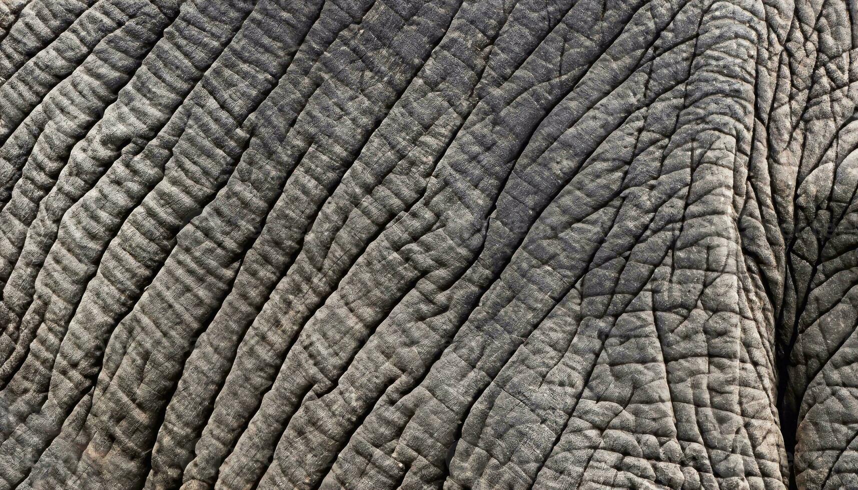 elefante pelle senza soluzione di continuità struttura foto