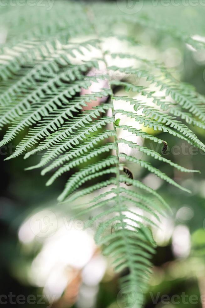 motivo a foglia di felce in natura foto