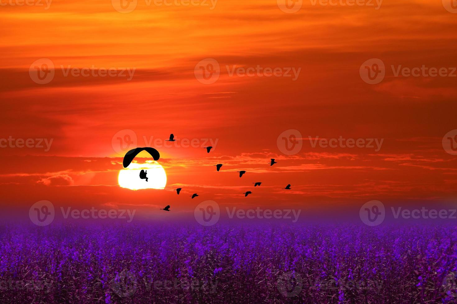 tramonto uccello volante paramotore su fiori viola campo lavanda cielo rosso foto