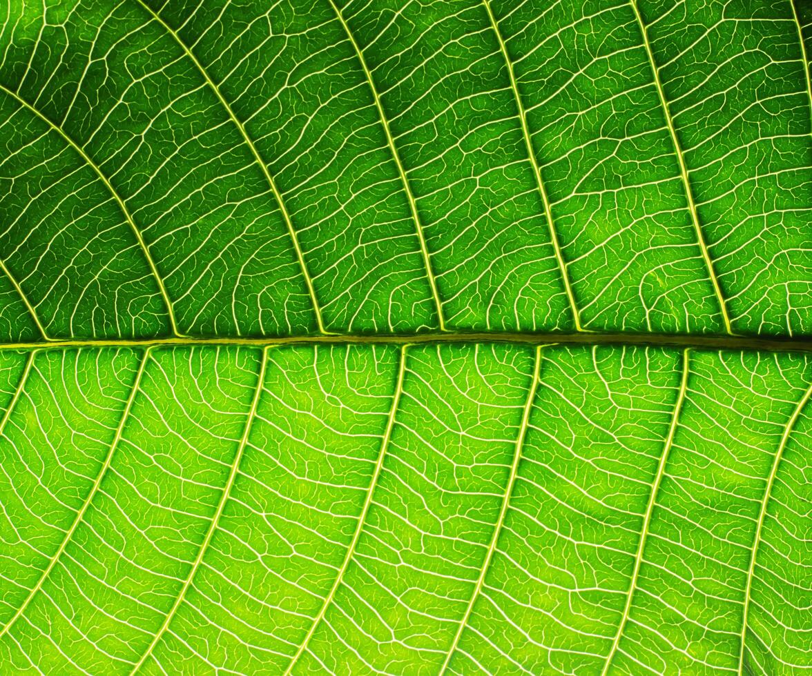 trama foglia verde foto