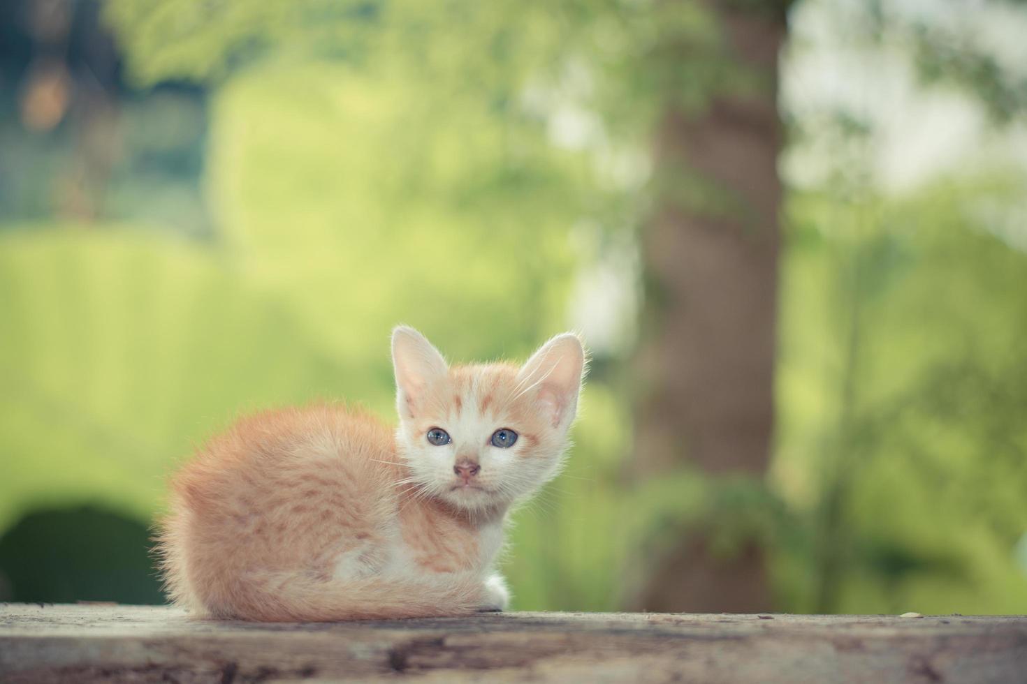 simpatico gattino a pelo corto seduto sul tavolo di legno foto