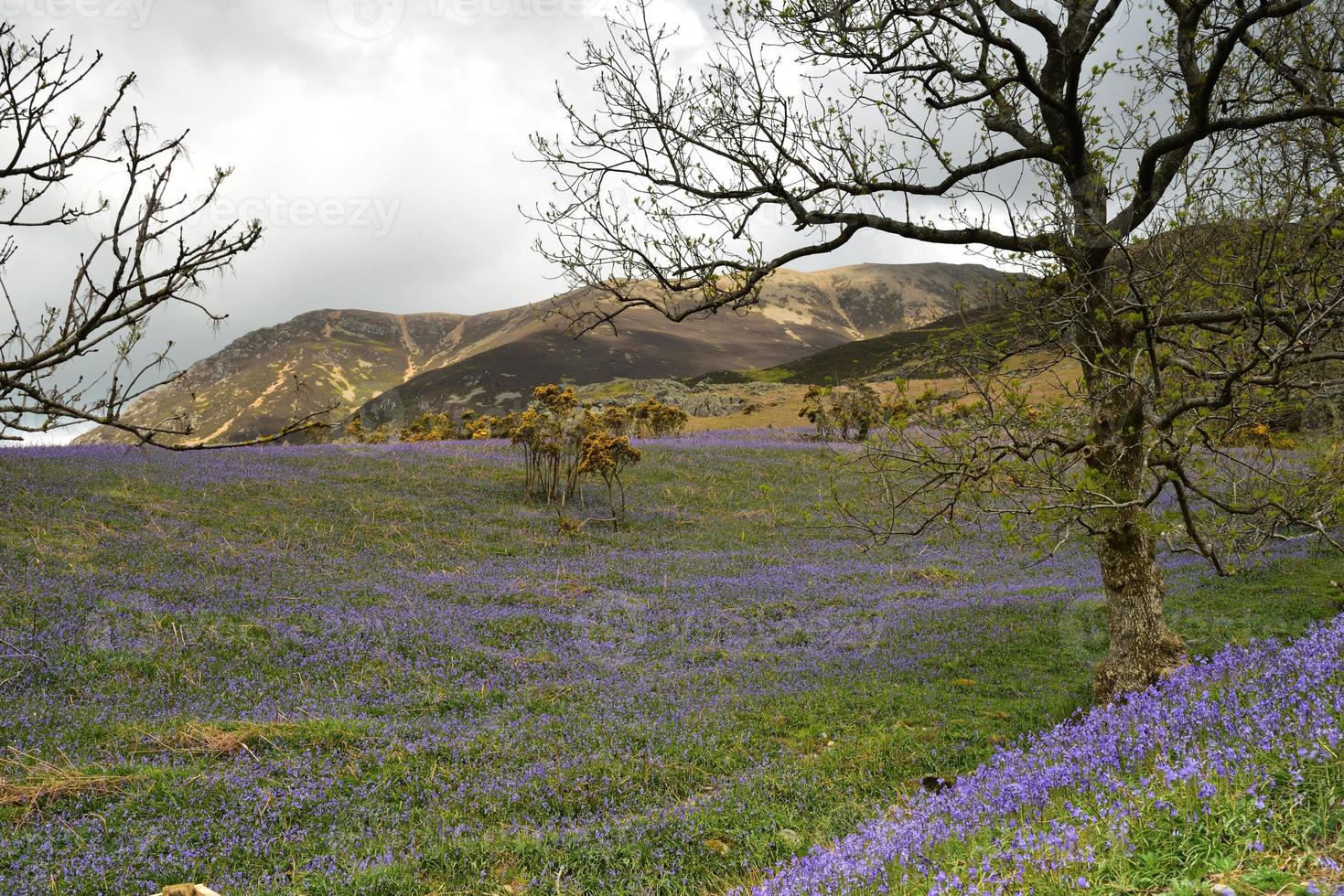 campanule rannerdale in piena fioritura foto