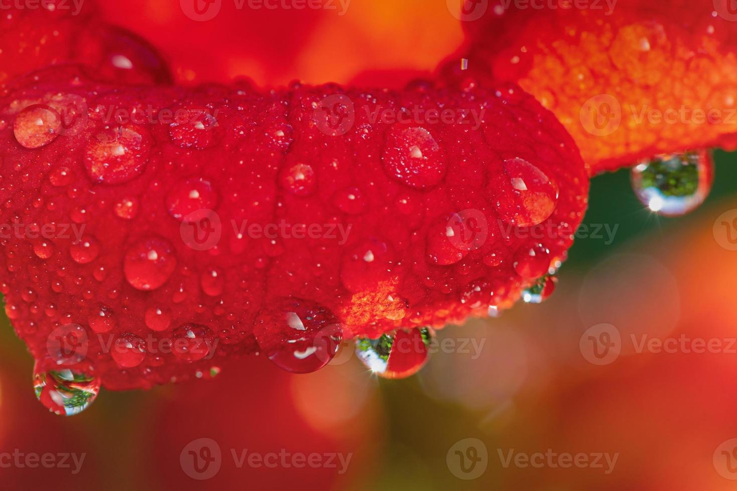 macro fiore rosso con gocce d'acqua sui petali. foto