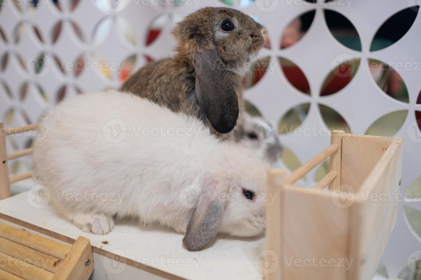 coniglio dorme a terra, coniglietto domestico, holland lop foto