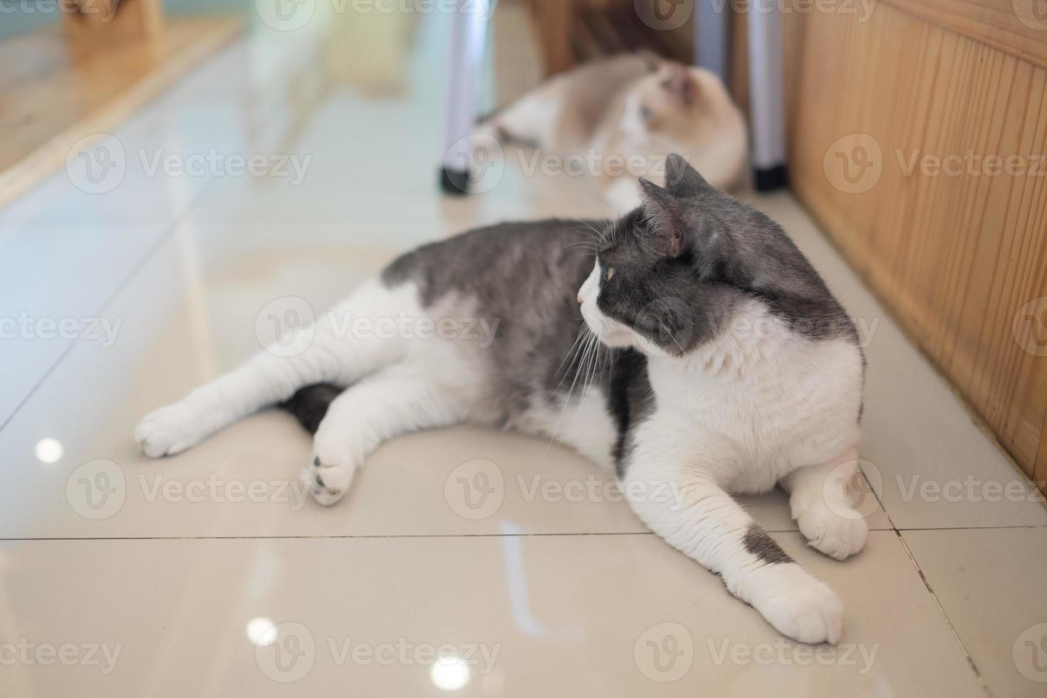 primo piano di un gatto a terra, animale domestico foto