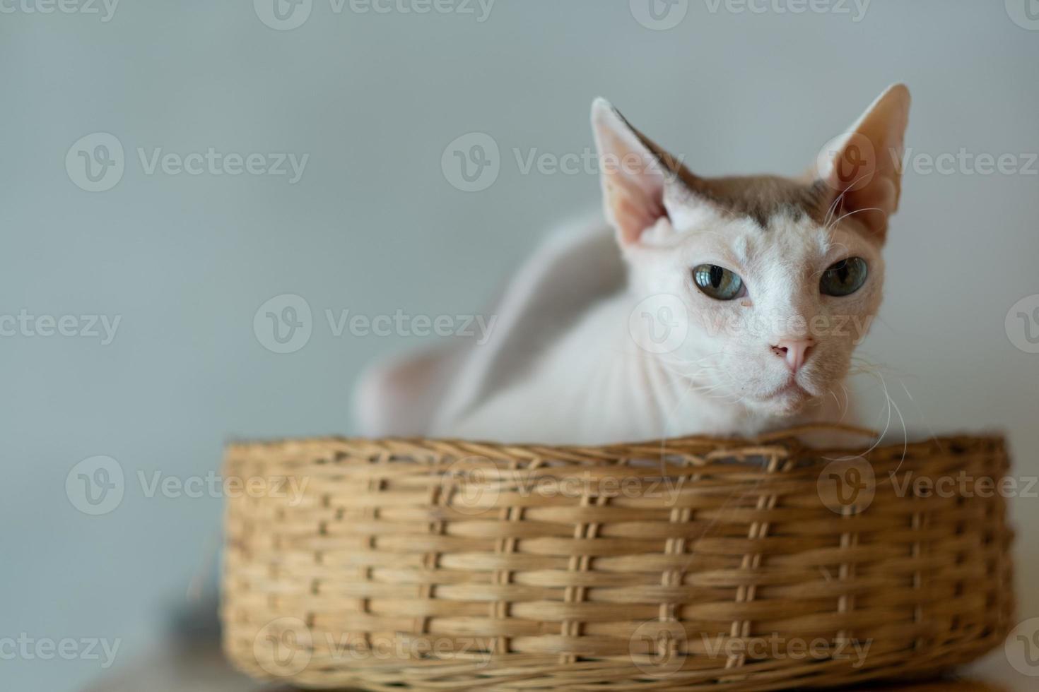 primo piano di un gatto a terra, animale domestico foto