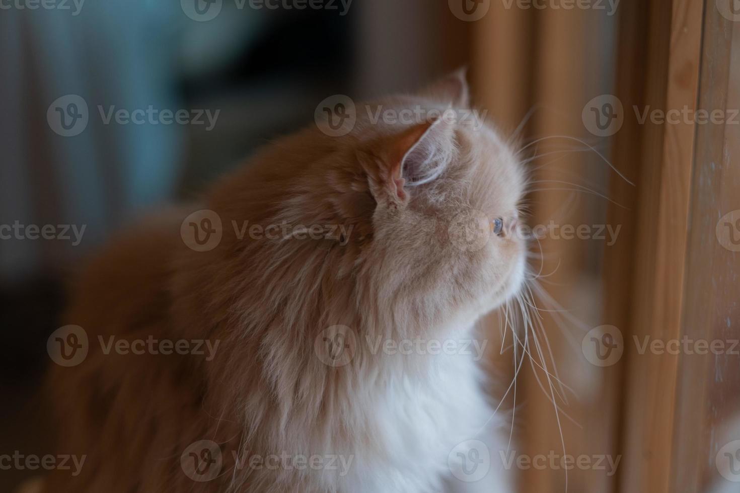 primo piano di un gatto a terra, animale domestico foto