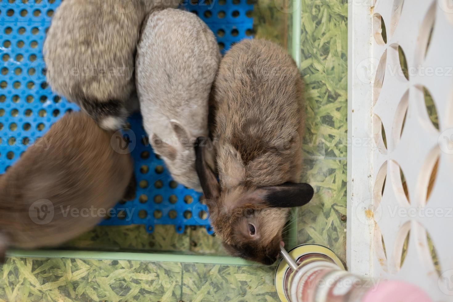 coniglio dorme a terra, coniglietto domestico, holland lop foto