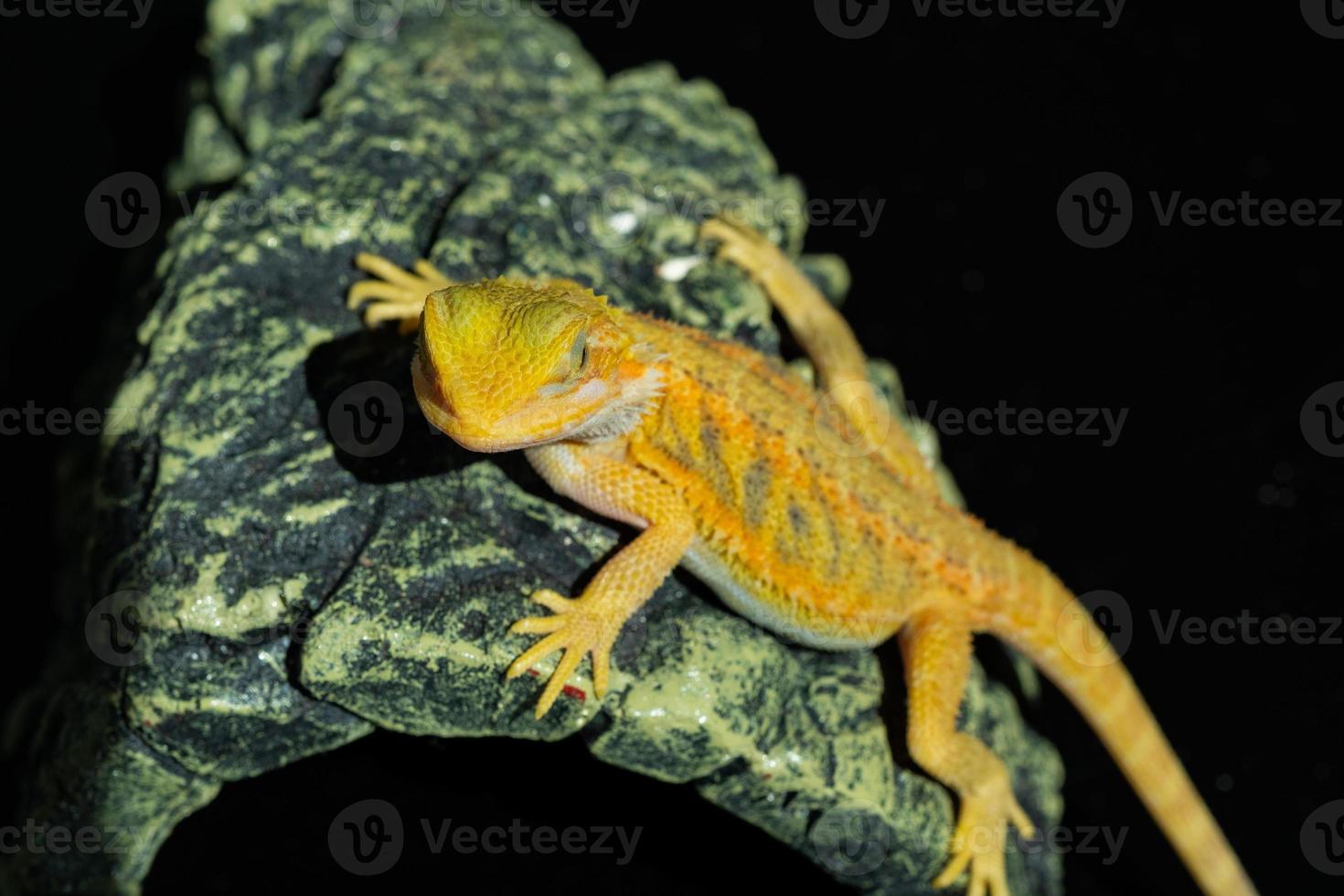 drago barbuto a terra con sfondo sfocato foto