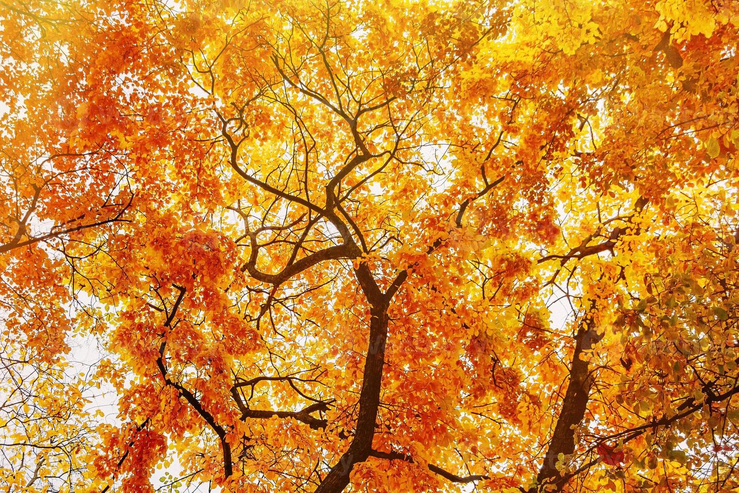 rami di alberi gialli autunnali, vista dal basso foto