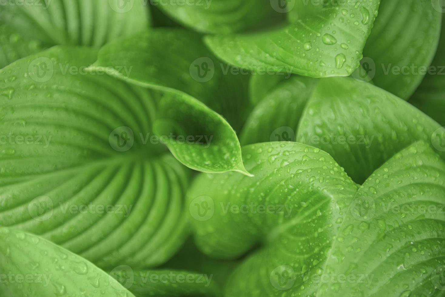 foglie verdi con gocce d'acqua dalla pioggia foto