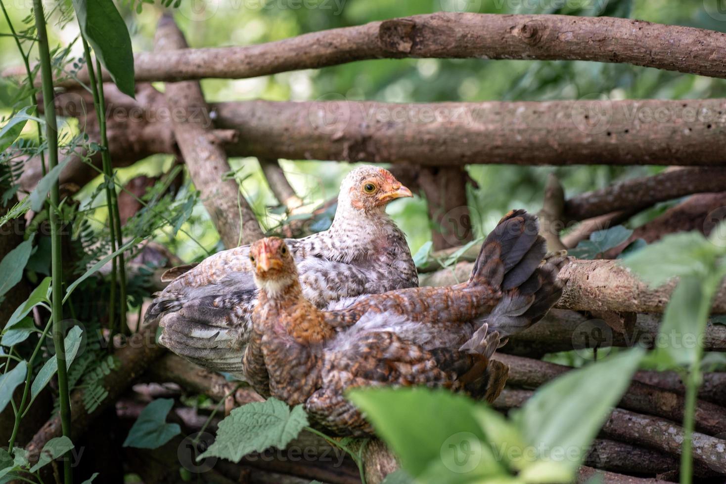 pollo che riposa sui boschi morti alla fattoria foto