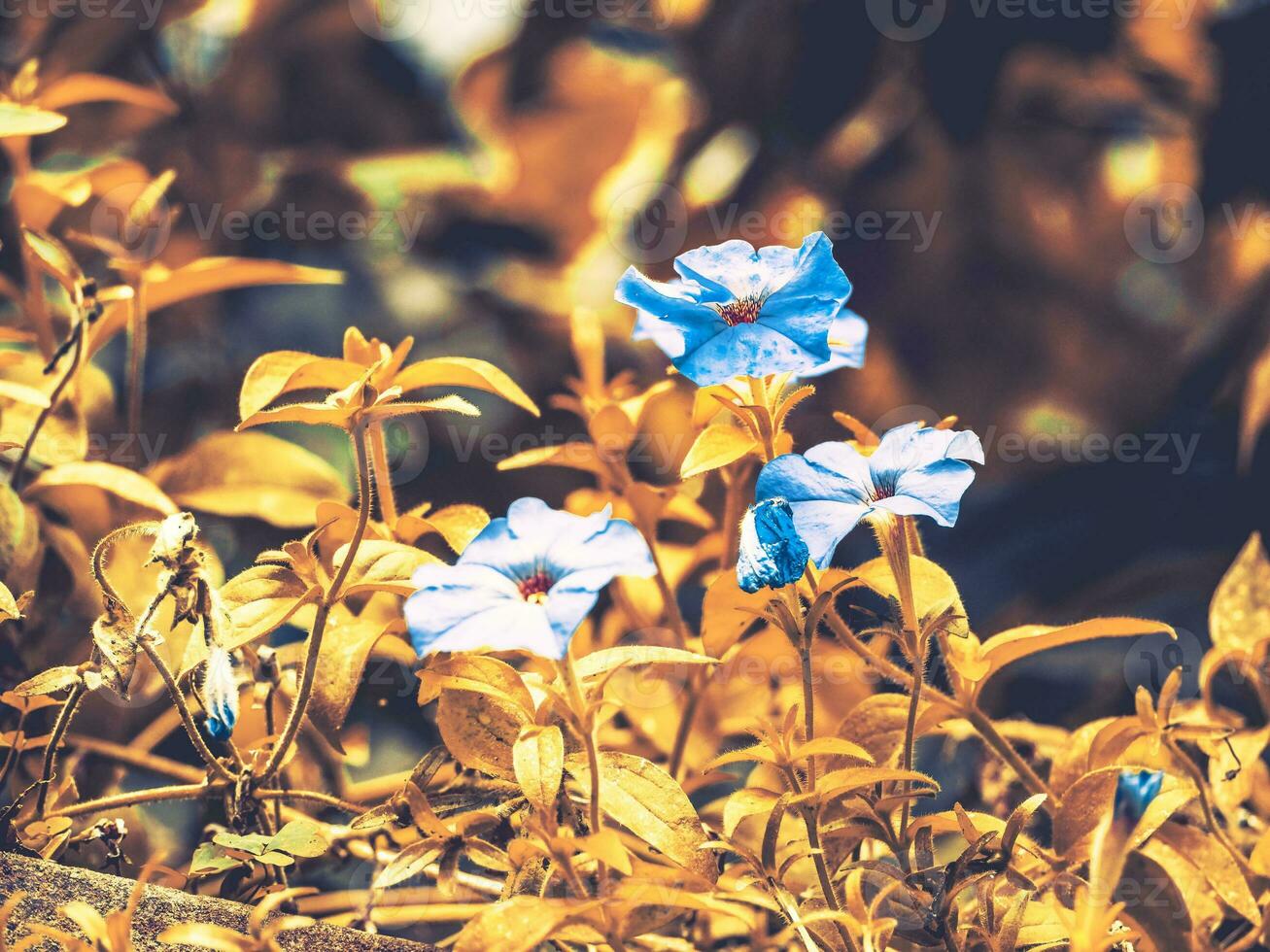 tre piccolo blu petunia fiori foto