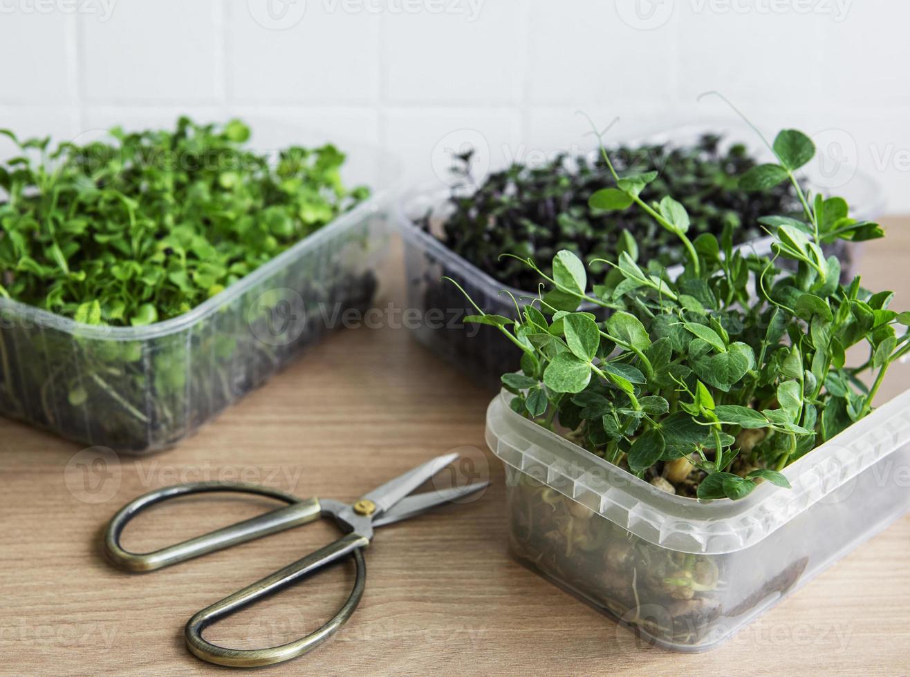 assortimento di micro verdure su tavola di legno foto