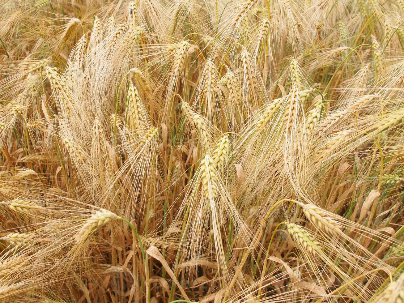 sfondo del campo di grano d'orzo foto