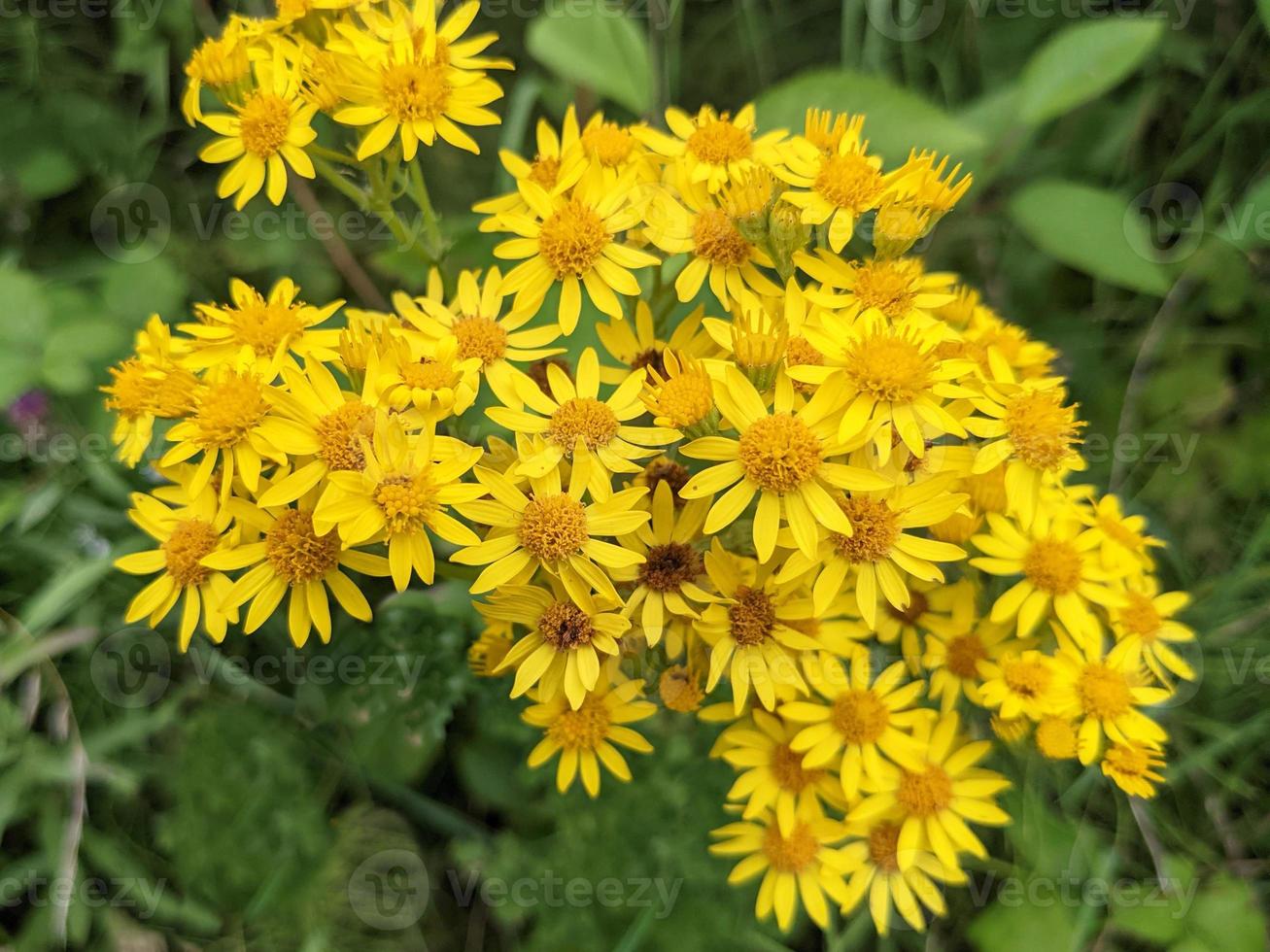 fiori gialli di erba tossica comune, senecio jacobaea foto