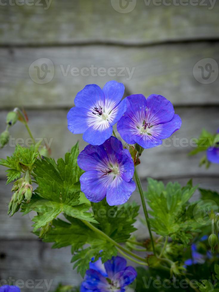 tre fiori di geranio cranesbill accanto a una staccionata di legno foto