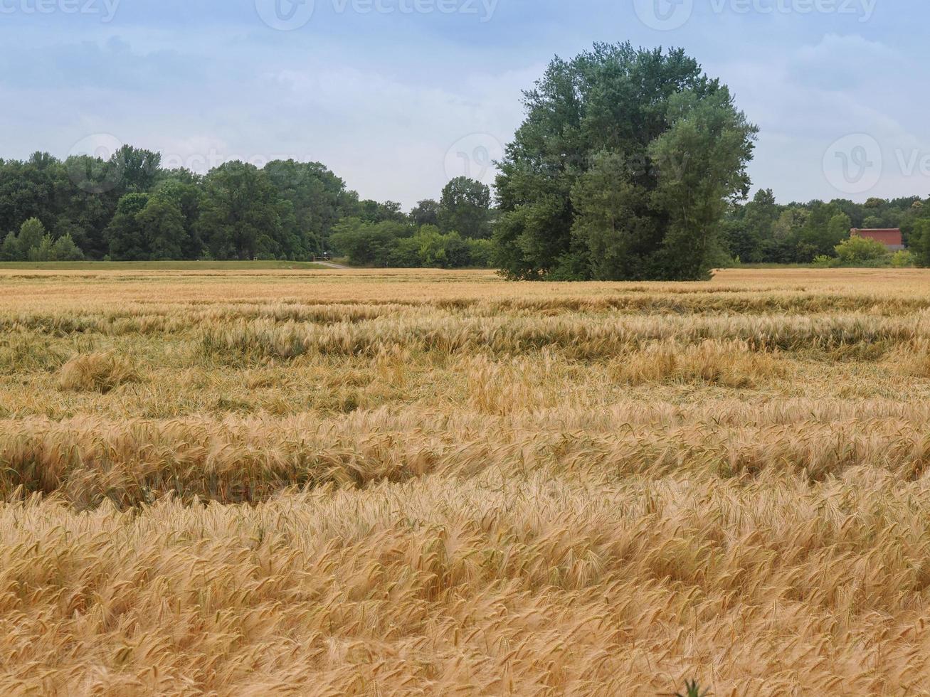 sfondo del campo di grano d'orzo foto