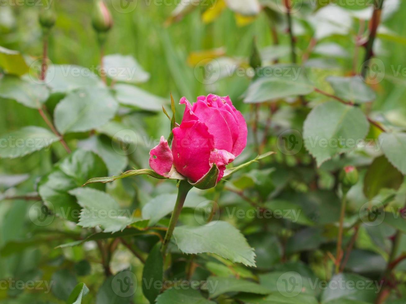 una rosa rosa foto