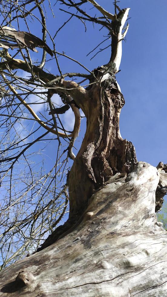 bellissimo legni di un albero contro il cielo blu. ceppo secco foto