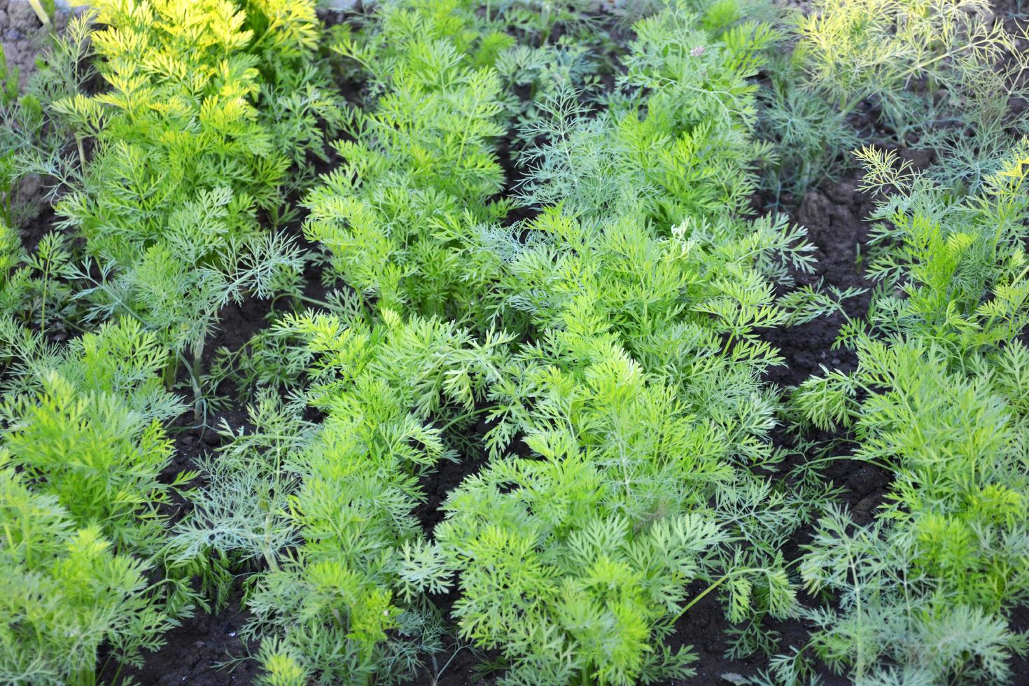 aneto. giovani cespugli di aneto crescono nel letto del giardino. foto