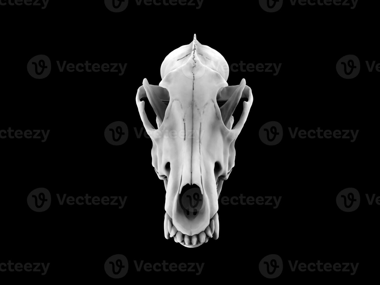 bianca lupo cranio - davanti Visualizza - isolato su nero sfondo foto