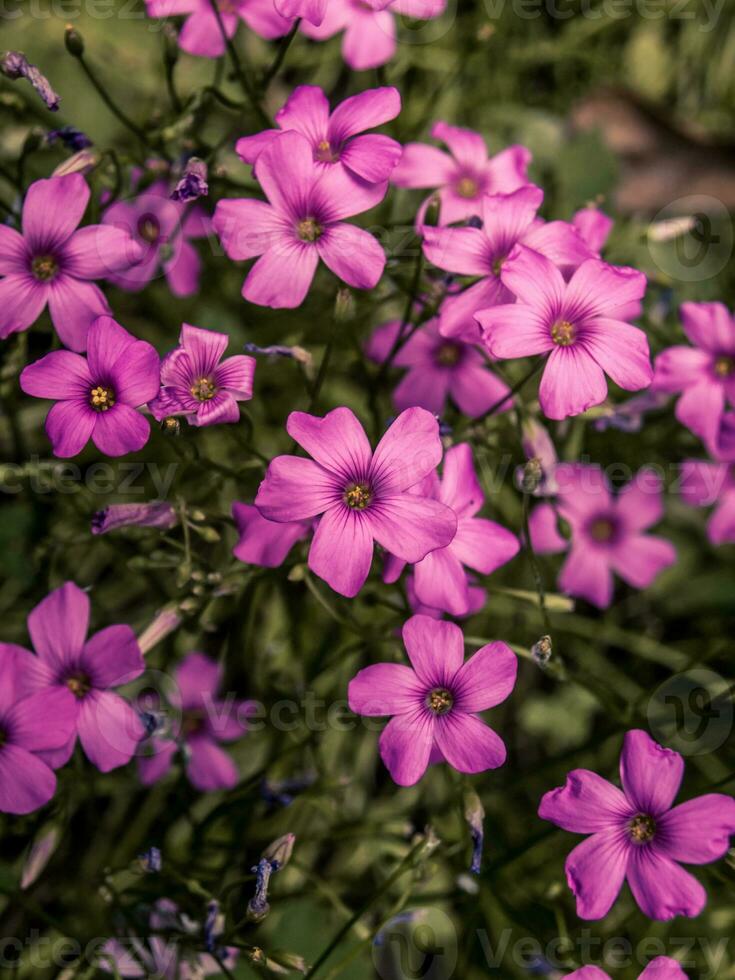 piccolo selvaggio viola fiori foto