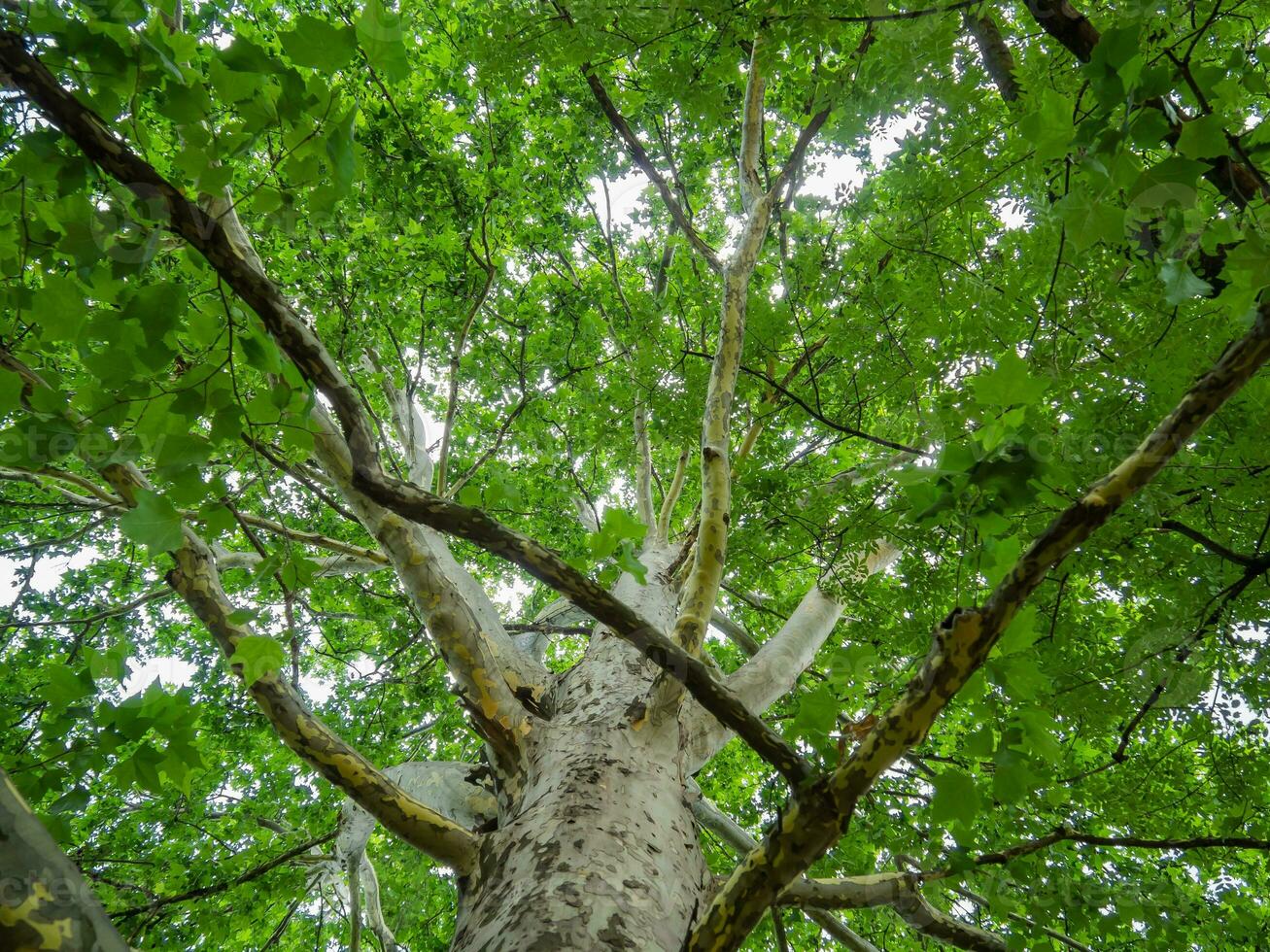 grande sicomoro albero - tiro a partire dal il tronco per il corona foto