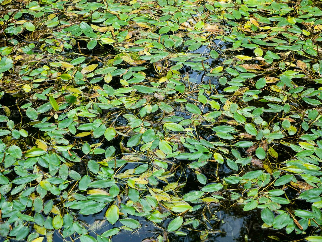 verde le foglie galleggiante nel piccolo stagno foto